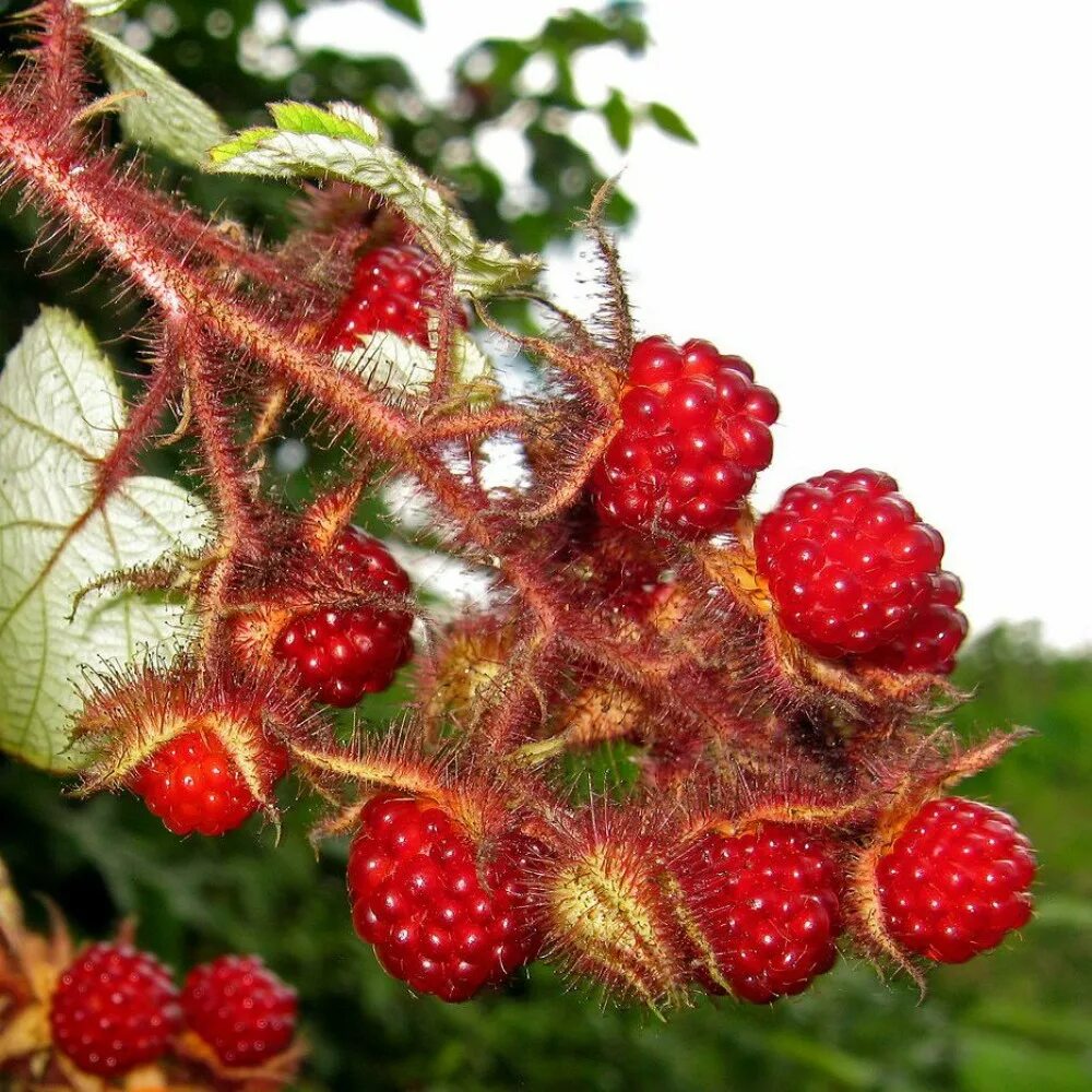 Малина пурпурноплодная (японская). Малина Лесная -Rubus idaeus. Rubus phoenicolasius. Малина (Rubus rosifolius).