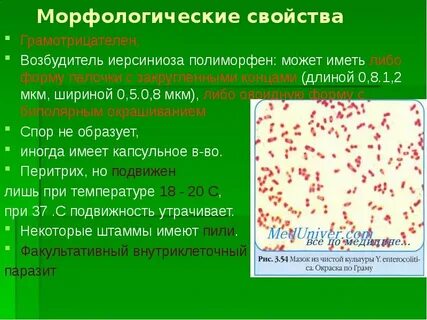 Грамотрицательные возбудители