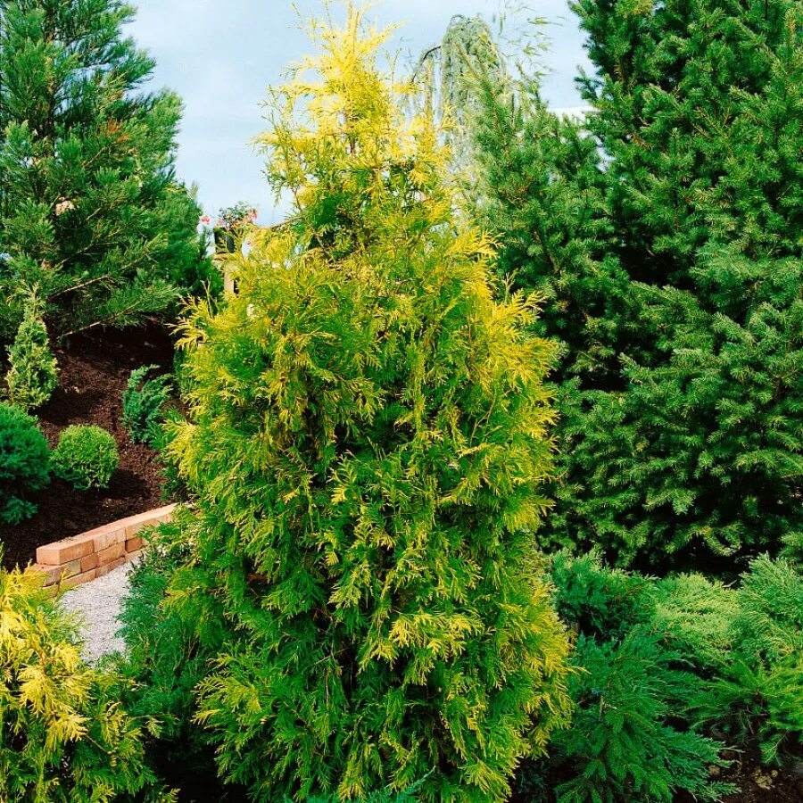 туя голден смарагд. туя западная europe gold. туя западная европа голд р9. туя западная голден смарагд. туя санни смарагд.