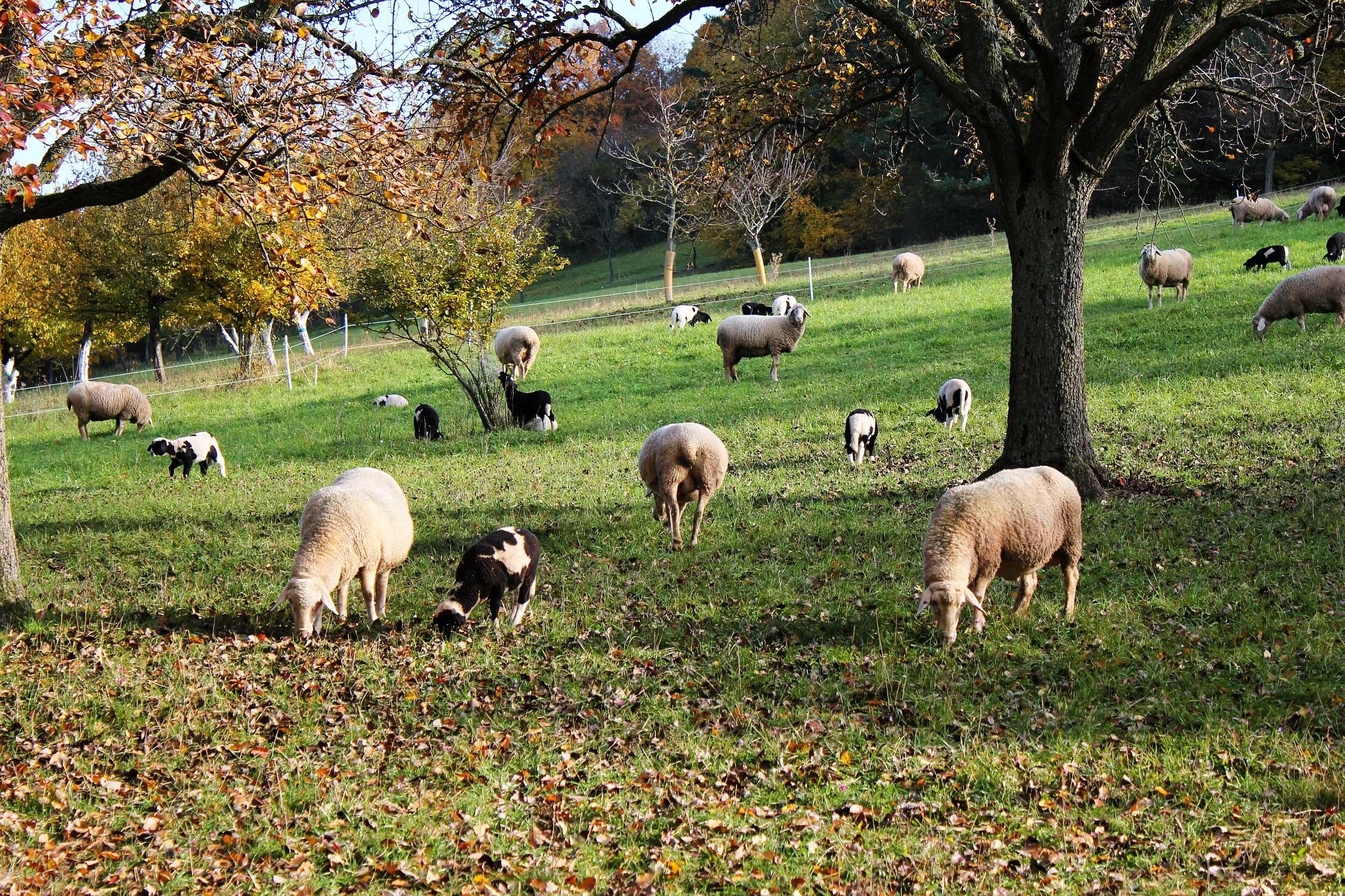 Tree sheep. Tree sheep