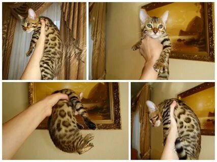 Вес бенгальского котенка