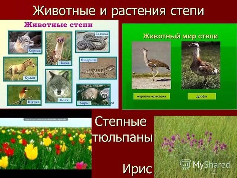 Какие животные в степях природная зона. Растения и животные степи. Растения иживотные степт. Растения и животные Степной зоны. Животные и растения степи России.