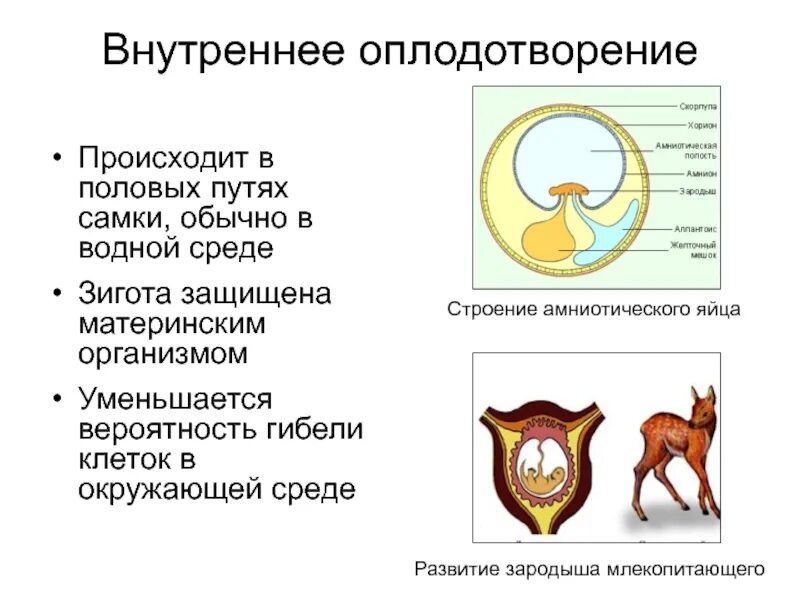 Внешнее и внутреннее оплодотворение таблица. Строение эмбриона млекопитающих. Как понять внутреннее оплодотворение. Внутреннее и наружное оплодотворение у животных. Докажите преимущества размножения млекопитающих по сравнению