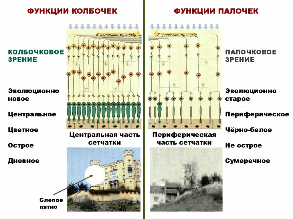 Палочки и колбочки сетчатки функции. Колбочки и палочки глаза функции. Функция палочек сетчатки восприятие. Функции палочек сетчатки глаза.