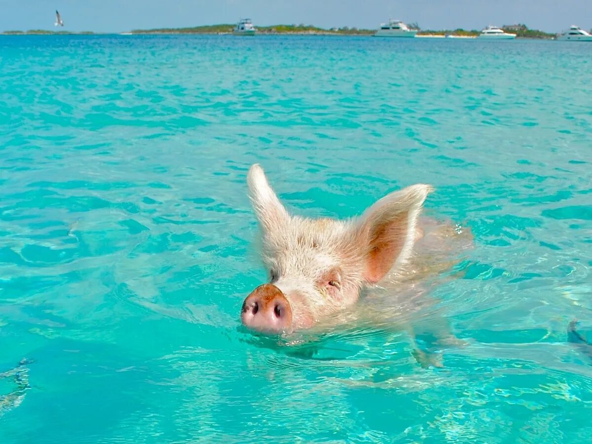 Свинка плавает. Багамские водоплавающие свинки. Свиньи на Багамских островах. Плавающие хрюшки на Багамских островах. Морские свинки Багамы.