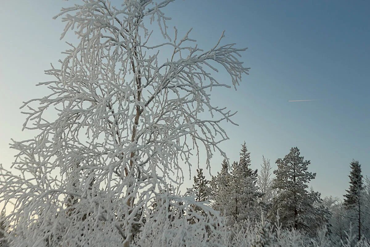 белая берёза я. слушать белые березоньки. береза в удмуртии. слушать белые березоньки. березы россии.