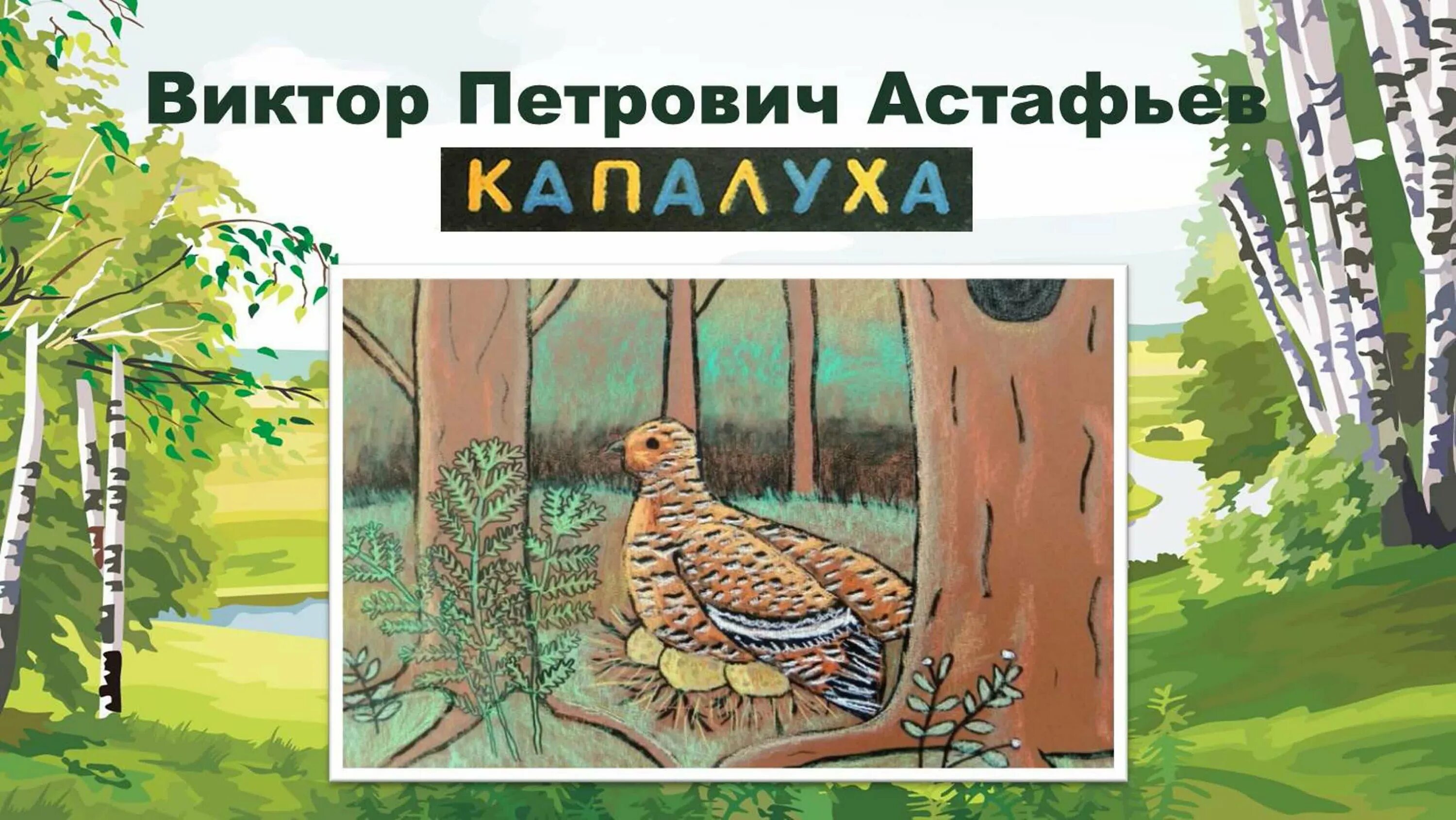 Капалуха 3 класс школа россии рабочий лист. Произведение Астафьева Капалуха. В П Астафьев Капалуха. Рассказ Капалуха Астафьев. В П Астафьев Капалуха иллюстрация к рассказу.