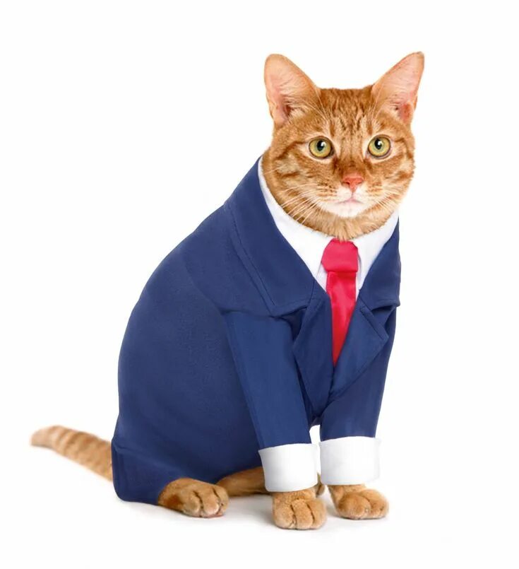 Купить симпатичные Pet кошка одежда для маленьких костюмы для кошек одежда рубаш