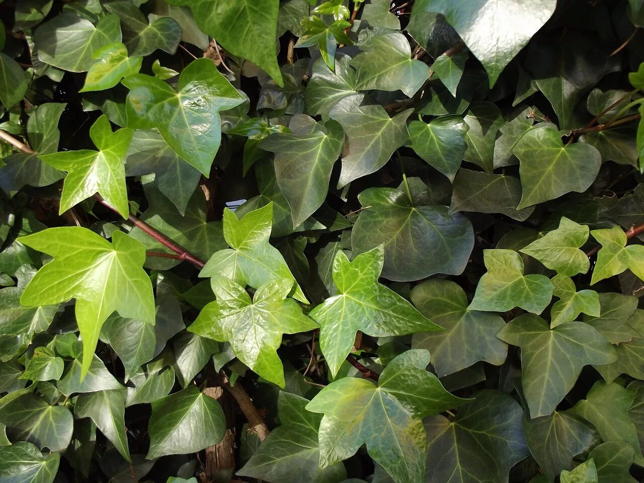 Плющ Hedera Helix. Плющ вечнозеленый (Hedera).. Плющ обыкновенный (Hedera Helix). Цветущий плющ