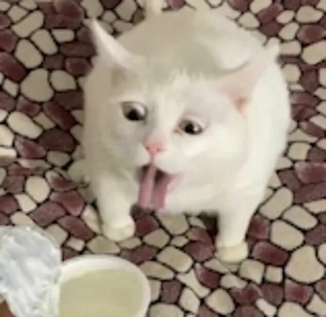 Кот блюет видео. Котика тошнит. кота тошнит gif. кот не любит сметану. кот в сметане.