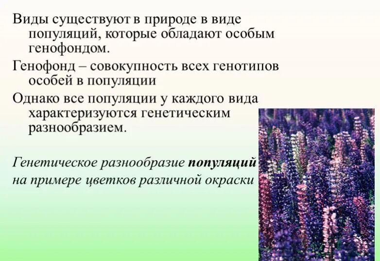 Что такое популяция почему биологические. Совокупность генотипов всех особей популяции вида. виды популяции в биологии. генофонд всех популяций вида. презентация по теме &quot;популяция&quot;.