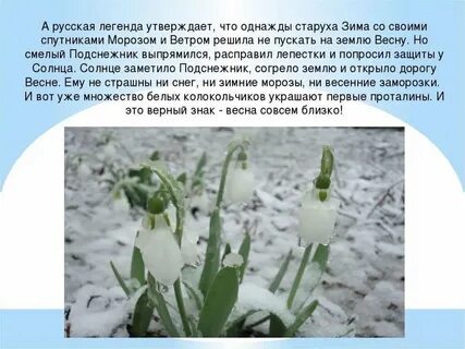 Рассказ про подснежник