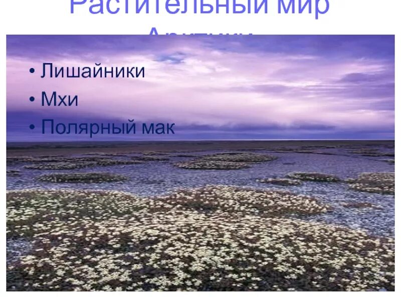 Арктические пустыни тундра и лесотундра. Растительный мир Арктики. Зона арктических пустынь и тундра. Зона арктических пустынь.