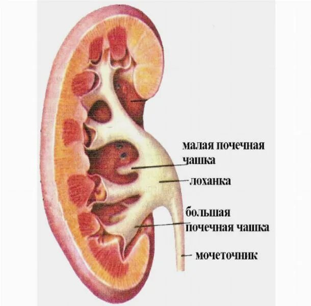 В почечных лоханках собирается. Строение почки почечная лоханка. Почка строение лоханки и чашек. Строение почки почечные чашки лоханки. Строение чашечно лоханочной системы.