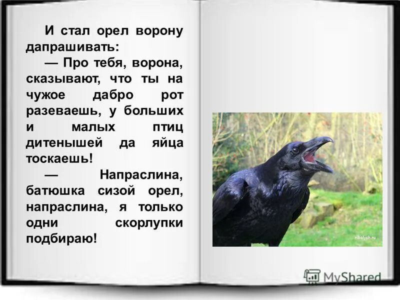Стихотворение про ворону опиши как выглядит ворона. Ворона рассказ. рассказ о вороне. стихи о черном вороне. стихотворение про ворону.