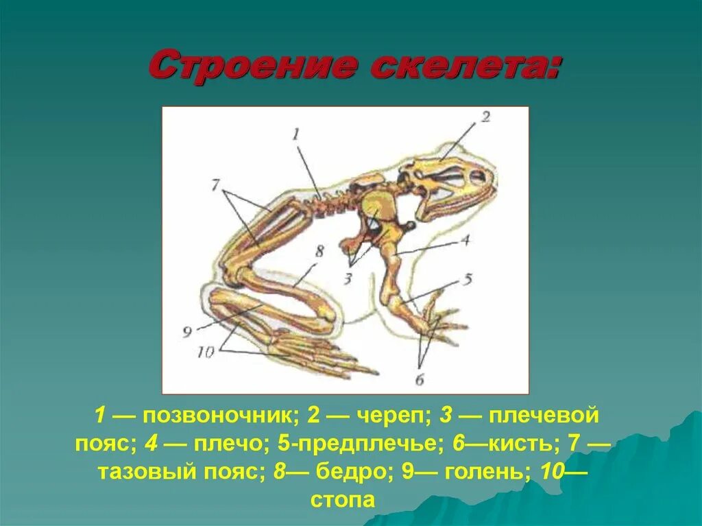 Внешнее строение и скелет земноводных. Строение скелета амфибий. внутреннее строение земноводных скелет. скелет земноводных анатомия. строение скелета земноводных.