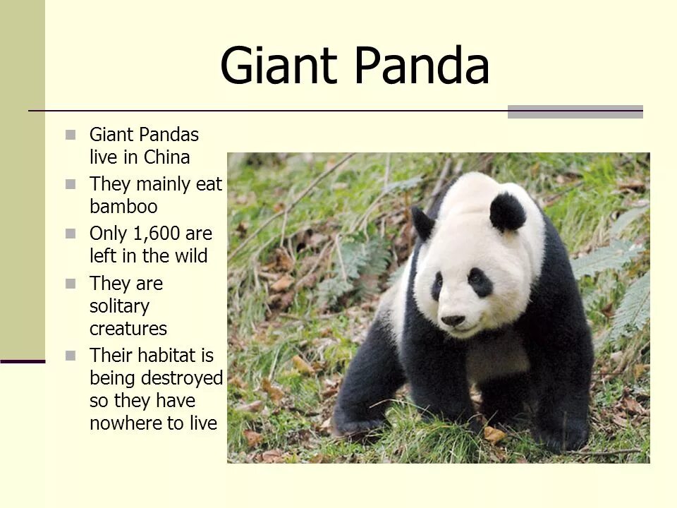 Pandas заголовки