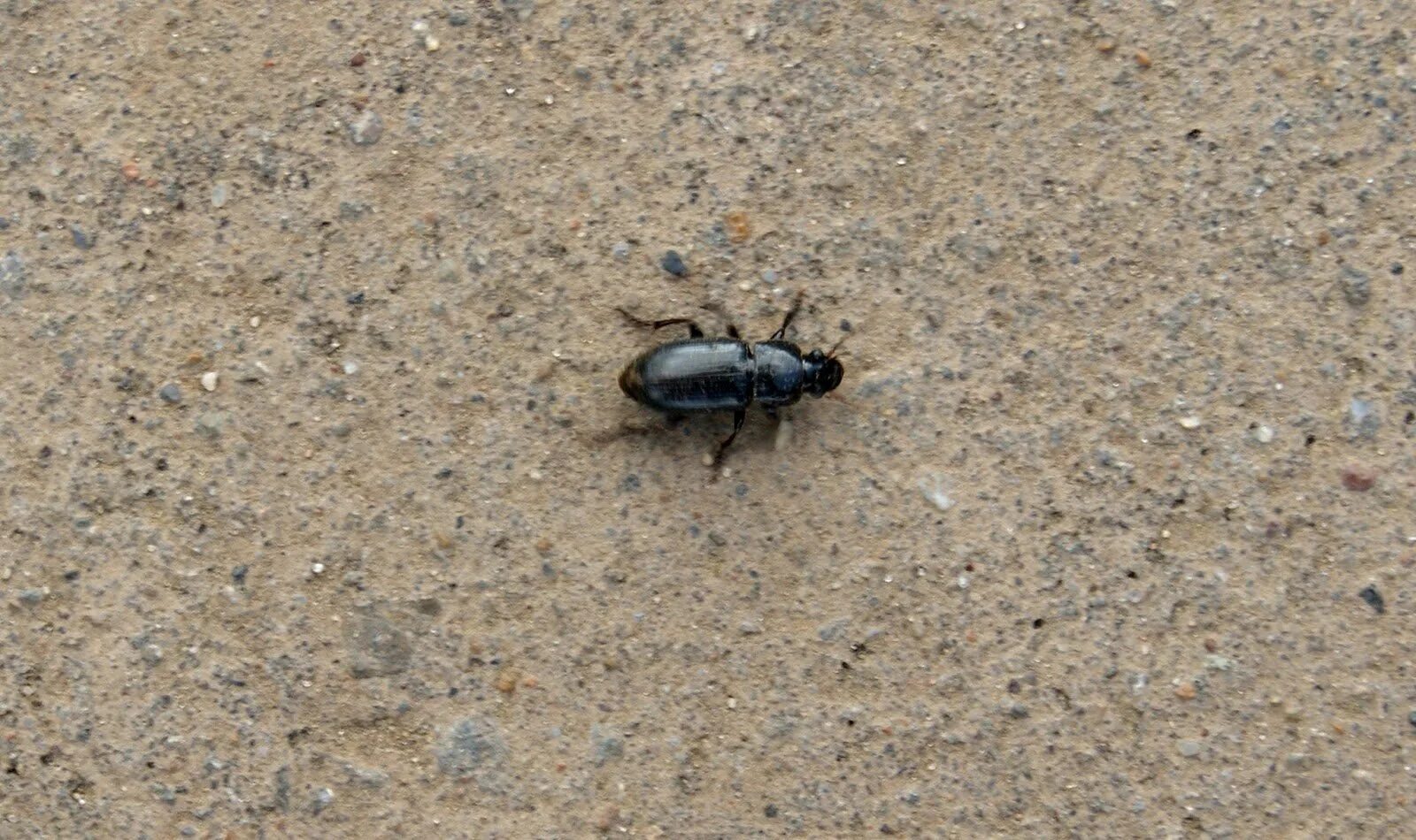 Чёрный Жук похожий на таракана. Черные жуки похожие на тараканов. Чёрные жуки в квартире похожие на тараканов. Жук на асфальте. Черный жук похожий на таракана