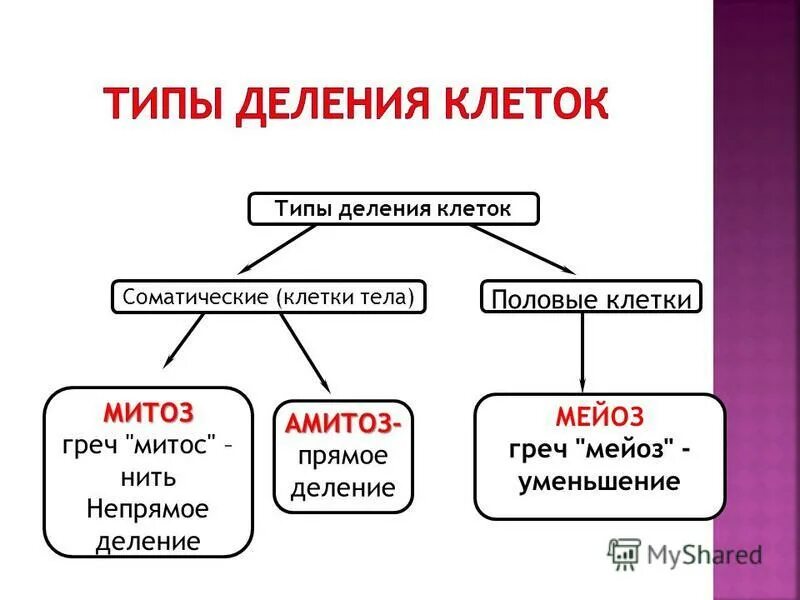 Типы деления клеток. Жизненный цикл клетки. Типы деления клеток схема. Прямое и Непрямое деление. Типы деления соматических клеток. Деление характерное для соматических клеток