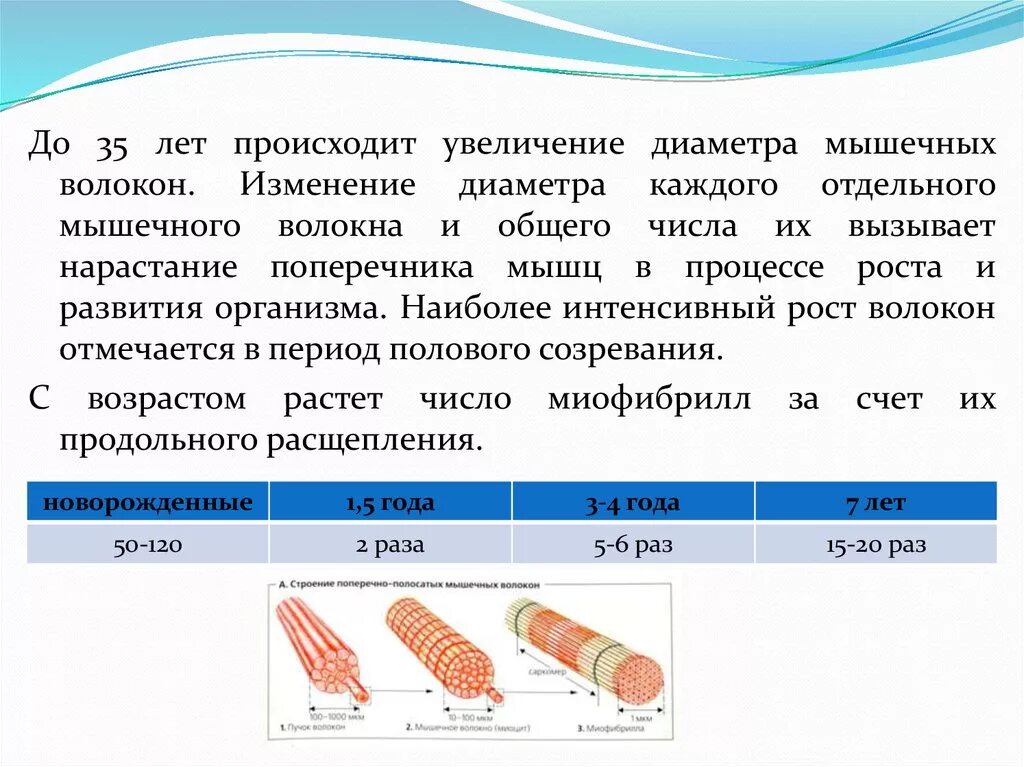 Диаметр мышечного волокна. Рост мышечных волокон. Увеличения диаметра мышечного волокна. Формирование и рост мышечных волокон.