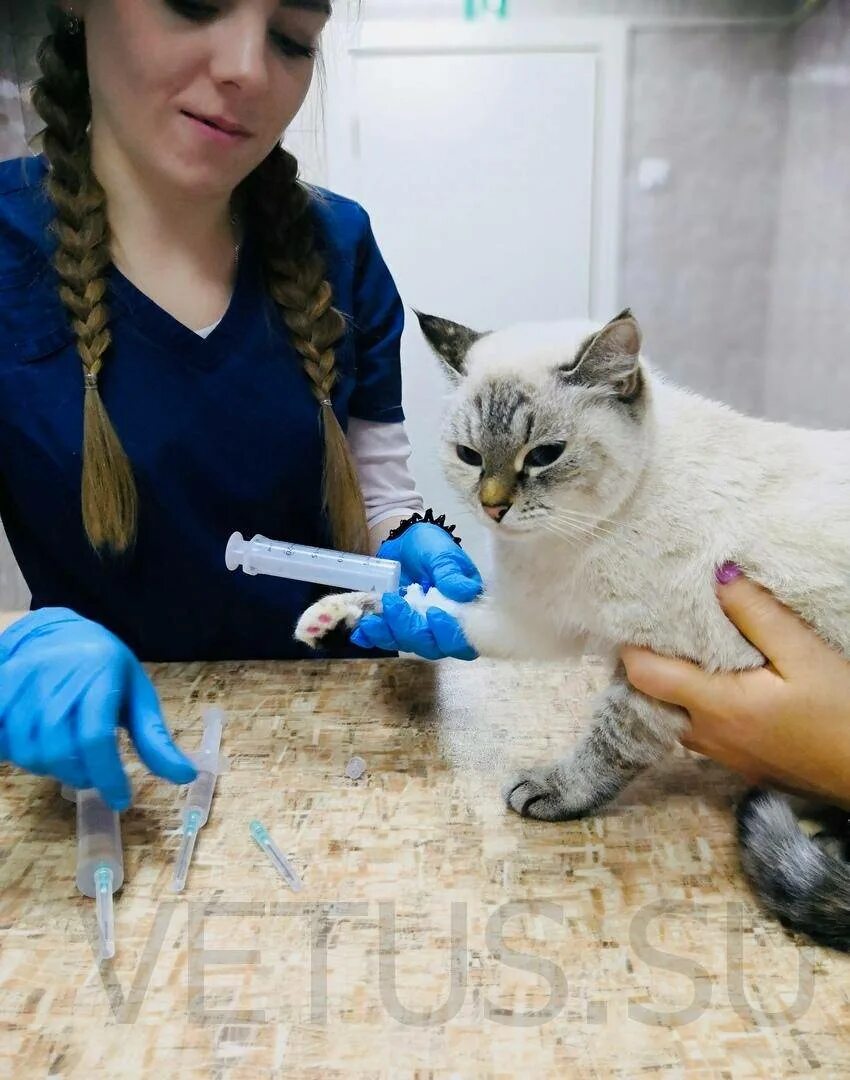 Усыпить кошку вызвать. Кошка в ветеринарной клинике. Усыпление животных в ветклинике.