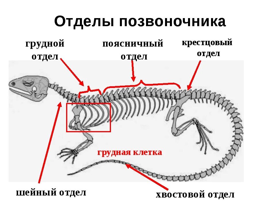 Рептилии ребра