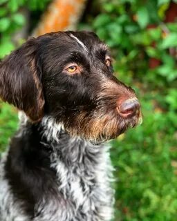 Dog details