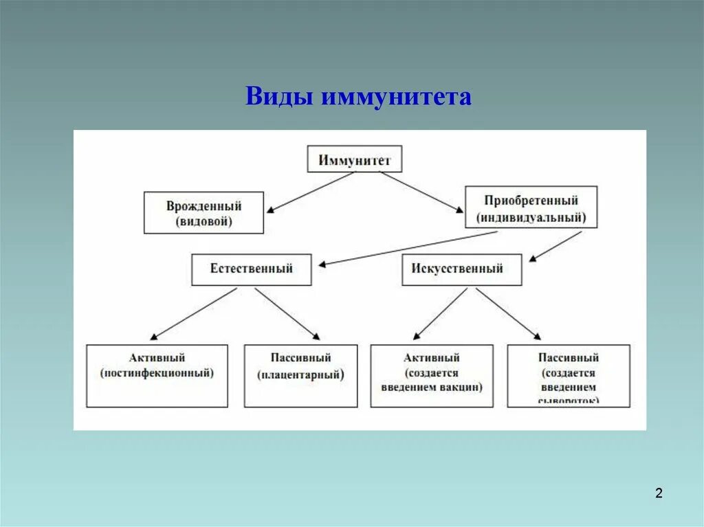 Сообщение виды иммунитета. Сообщение виды иммунитета