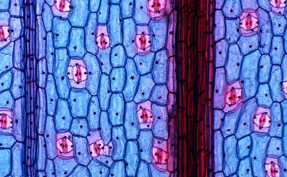 Деление клеток дерева. Растительная клетка в микроскопе. Клетка растения в микроскопе. Клетки растений под микроскопом. Человеческая клетка под микроскопом.