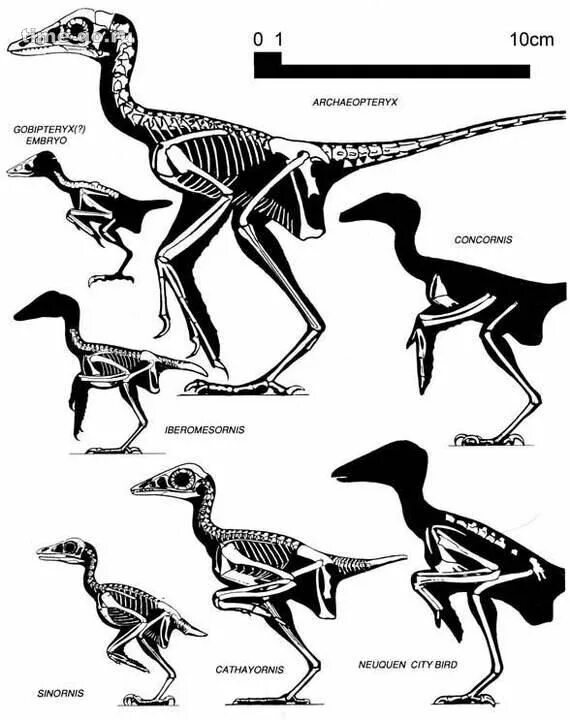 Птицы потомки. Археоптерикс строение скелета. Археоптерикс Эволюция птиц. Археоптерикс скелет Эволюция. Строение скелета теропод.
