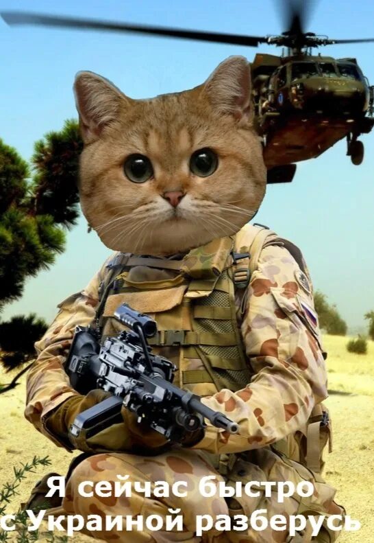 Army cat