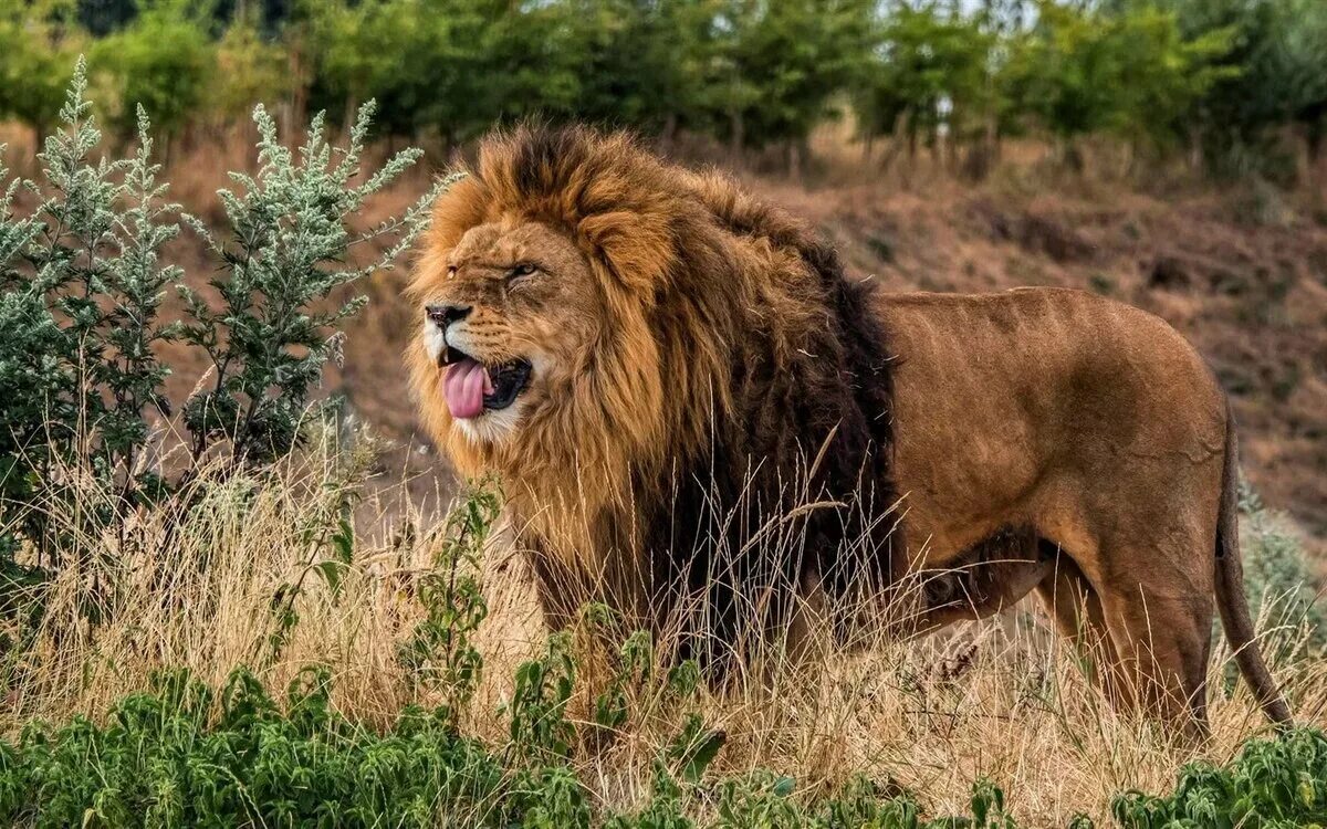 включи где дикие. животные в прыжке. битва львов. лапа гепарда. включи где дикие.