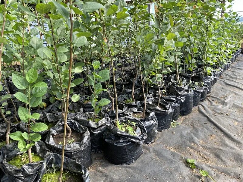 Питомники бурятия. Иволгинский лесхоз улан-удэ. Бурятия. Баргузинский плодово-ягодный питомник. Питомники бурятия.