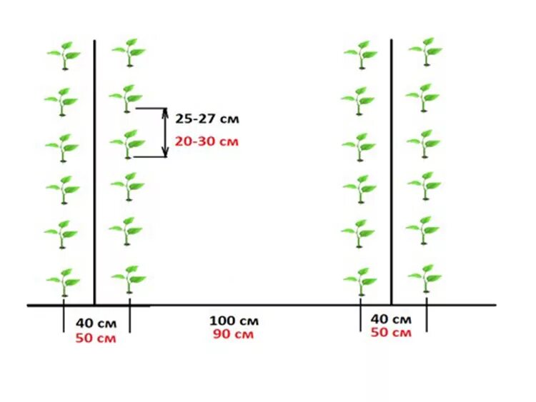 Какое расстояние между рядами помидор. Схема высадки перца в открытый грунт. Схема высадка рассады баклажана в открытый грунт. Схема посадки томатов в открытый грунт рассадой. Схема высадки рассады помидор.