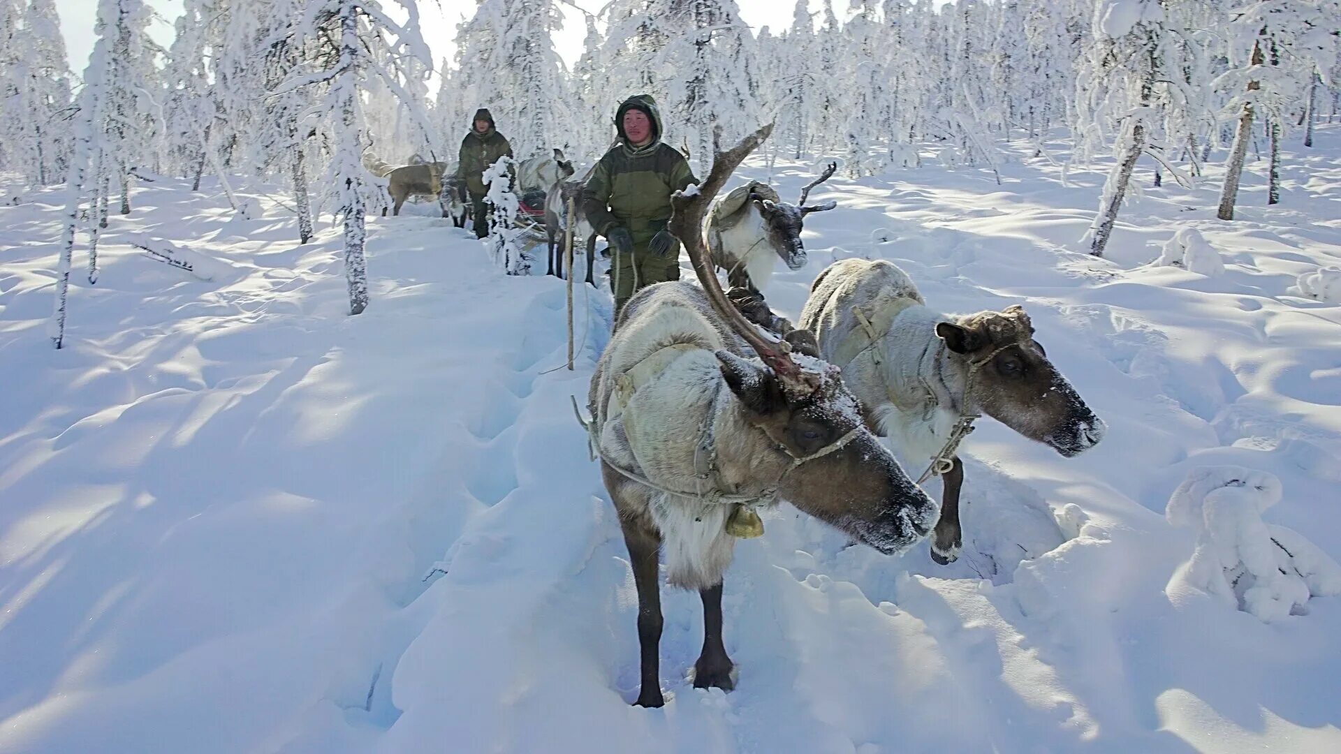 Великий северный путь отзывы. Великий Северный путь (2019).