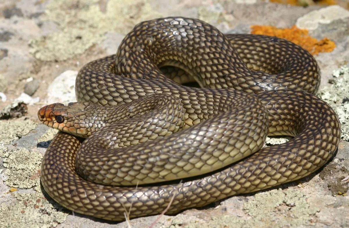 Желтобрюх в ростовской. Каспийский полоз (Dolichophis caspius). Желтобрюхий полоз Крымский. Желтобрюхий Каспийский полоз. Желтобрюхий полоз (Dolichophis caspius).