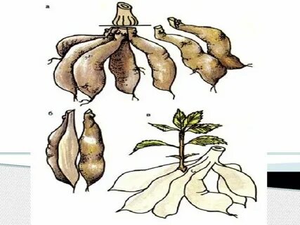 Листовые клубни