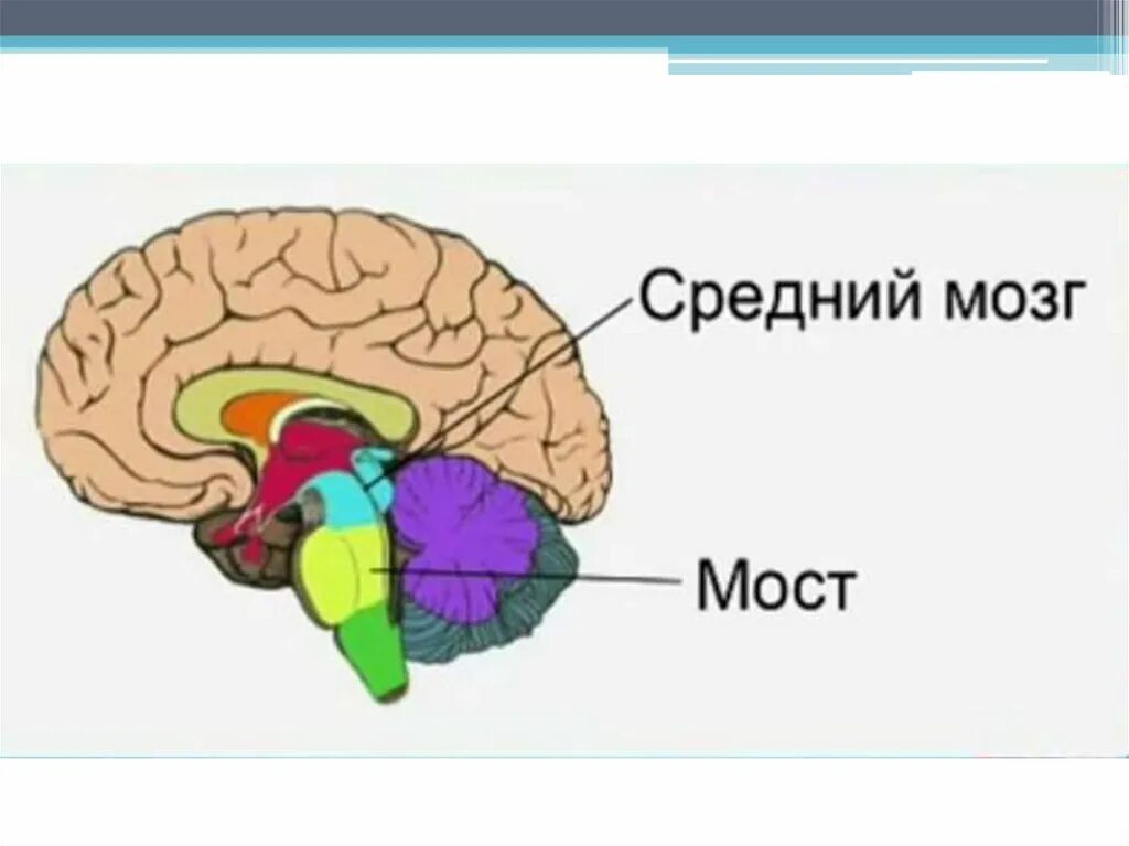 Мост мозга расположение. Отделы мозга варолиев мост. Мост отдел головного мозга функции. Строение моста в головном мозге. Средний мозг.