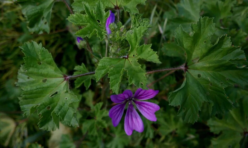 Malva sylvestris - Изображение особи - Плантариум