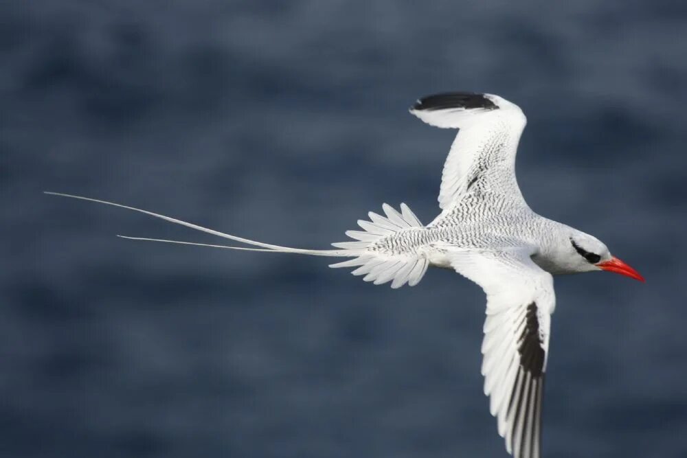 Белые птицы с длинным хвостом