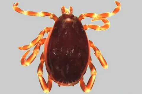 Hyalomma