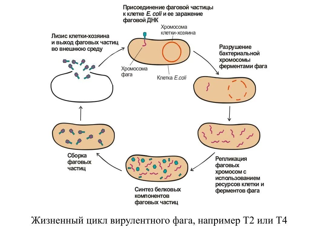 Жизненный цикл бактериофага схема. Жизненный цикл вирулентного бактериофага. Жизненный цикл бактерий схема. Жизненный цикл вируса бактериофага.