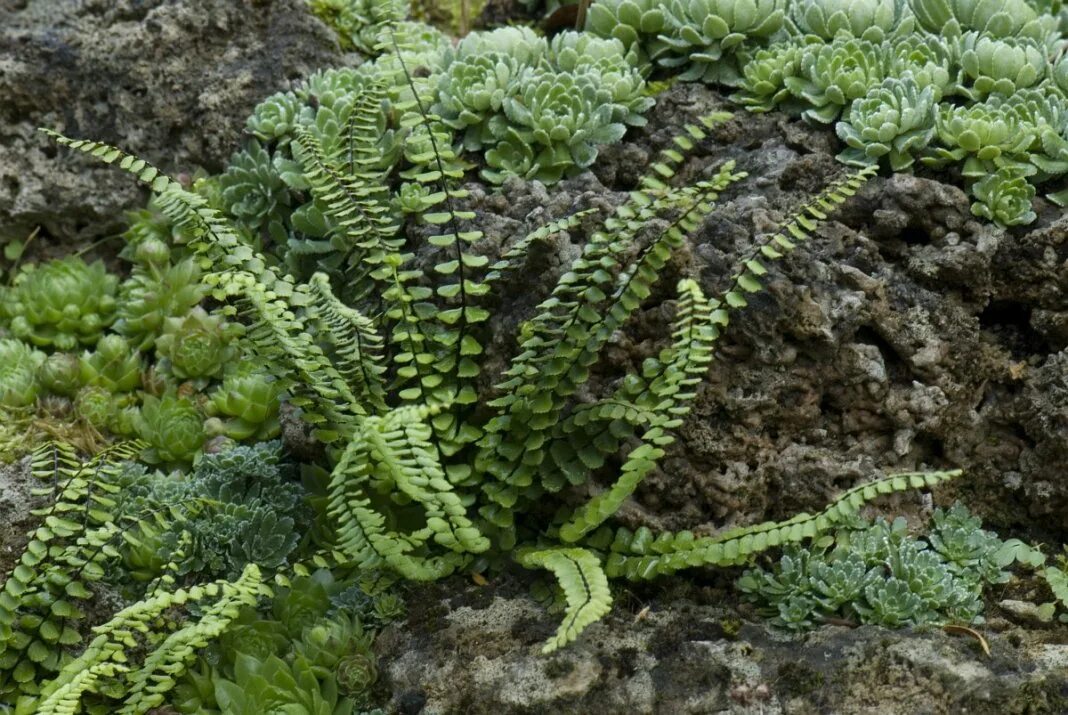 Папоротник костенец (asplenium). Костенец (папоротник). Костенец дагестанский папоротник. Костенец волосовидный. Костенец волосовидный (asplenium trichomanes).