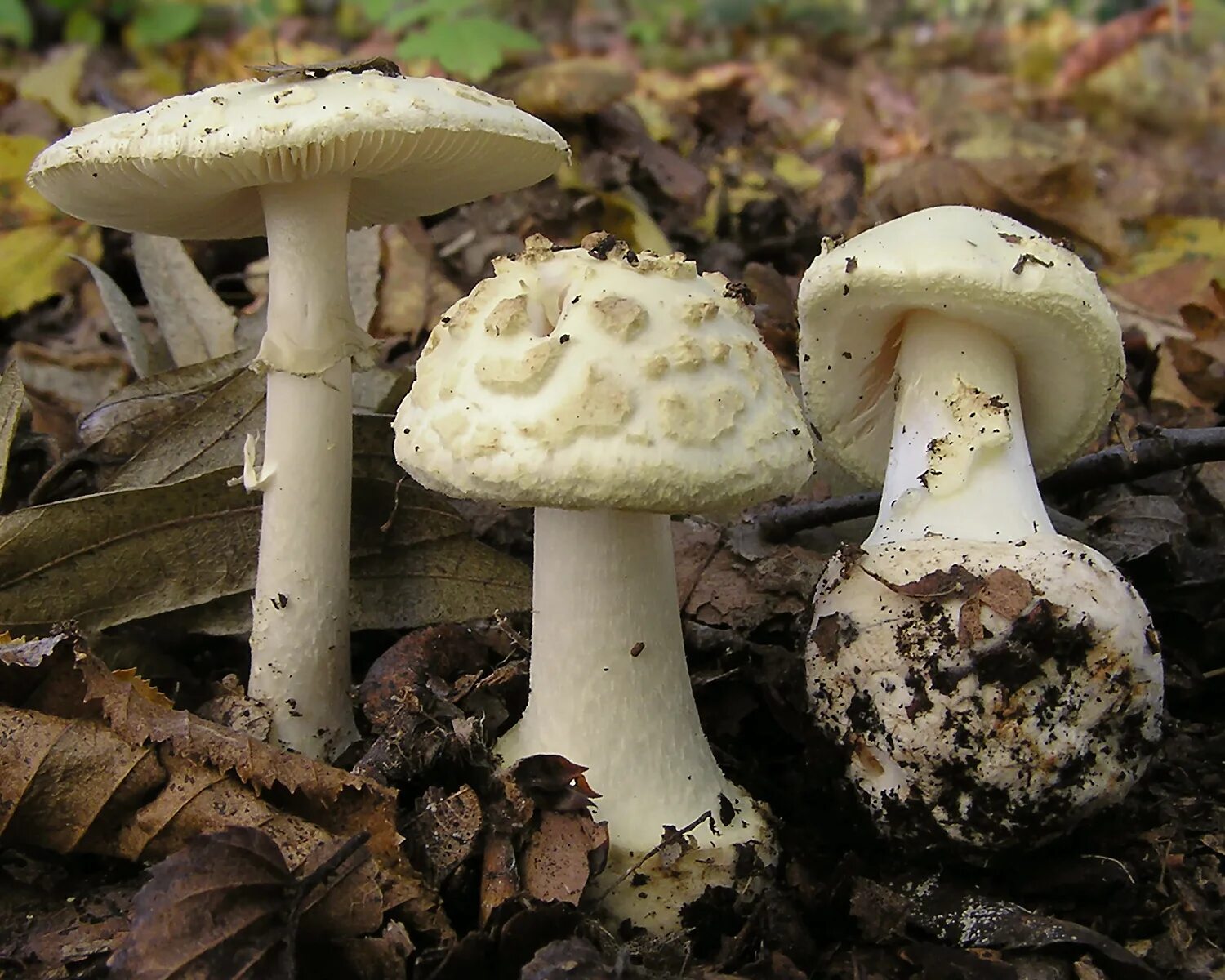 Поганка гриб можно есть. Мухомор поганковидный. Мухомор поганковидный Amanita citrina. Мухомор белый поганковидный. Поганковидный мухомор и бледная поганка.