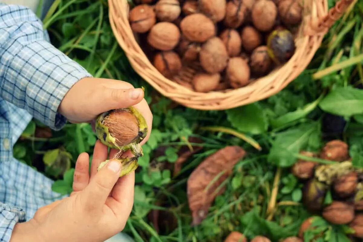 Можно сажать орех. Walnut harvesting. Посадка ореха из плода. Сбор плодов Минимализм.