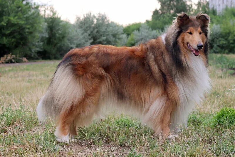 шелти в пятнышку. колли длинношёрстный. колли шелти. шелти собака рыжая. форум колли и шелти.