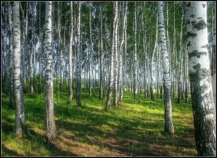 Березовая роща солнечногорский