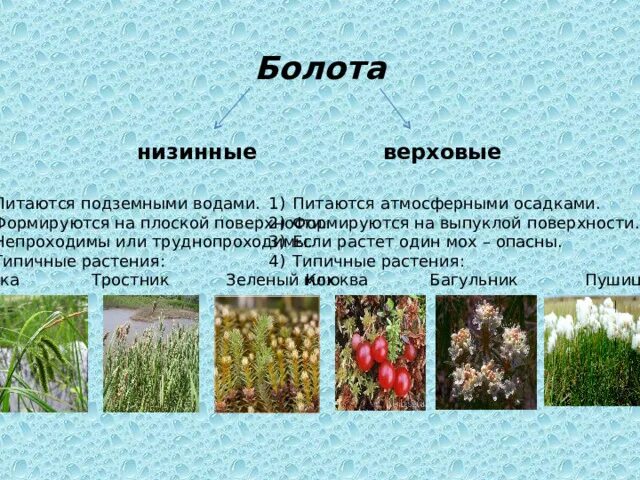 Таблица болот растения. Растения болот и их приспособления. Типичные растения верховых болот. Типичные растения низинных болот. Приспособление растений к болотам.