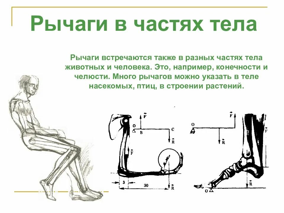 Доклад по физике про рычаг. Рычаги в теле человека физика 7 класс. Презентация на тему рычаги в теле человека. Рычаги в технике.