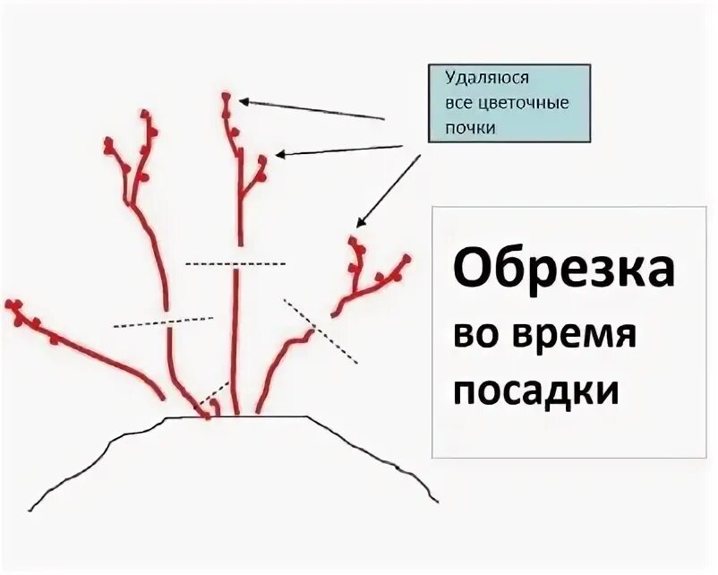 Обрезка голубики весной для начинающих в картинках. Обрезка голубики.